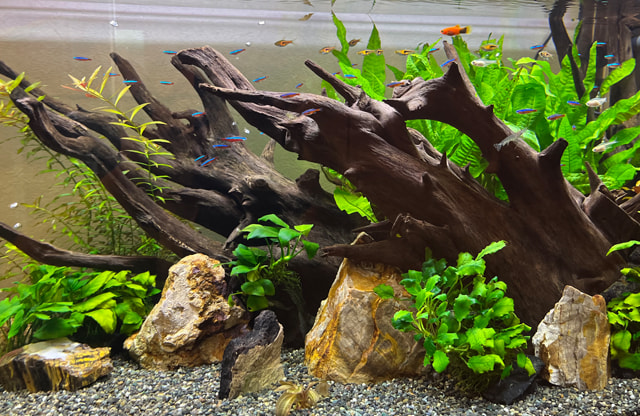 福岡アクアガーデン 淡水魚水槽