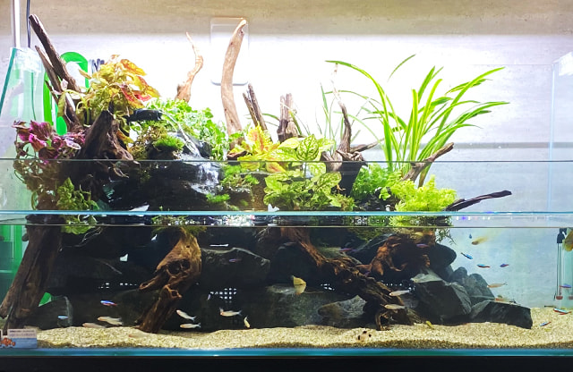 福岡アクアガーデン アクアテラリウム